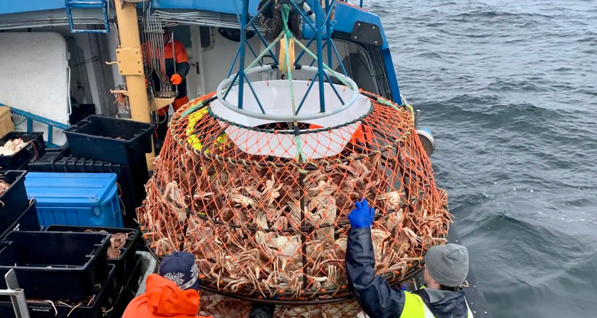 Différend entre les Îles-de-la-Madeleine et la Côte-Nord au sujet du crabe des neiges d’Anticosti