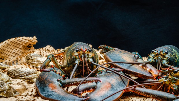 Lobster in the fishing net