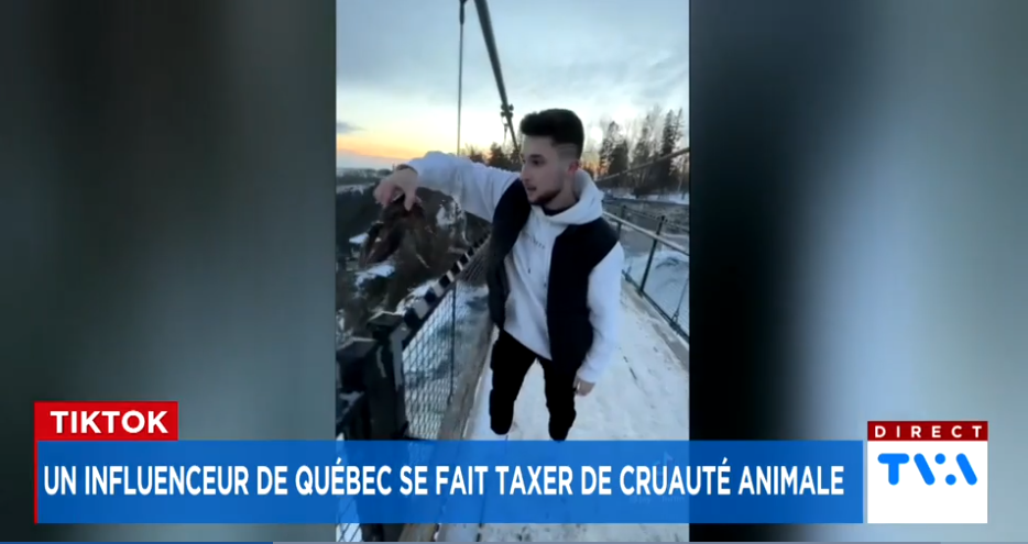 Vidéo controversée: un influenceur lance un homard du haut d’une chute pour le «sauver»