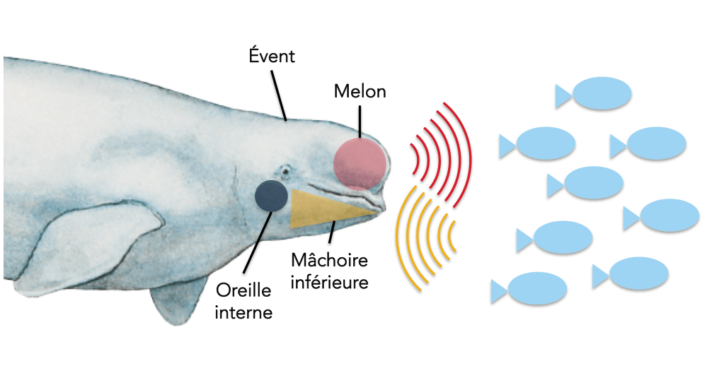 L’écholoclisation des baleines