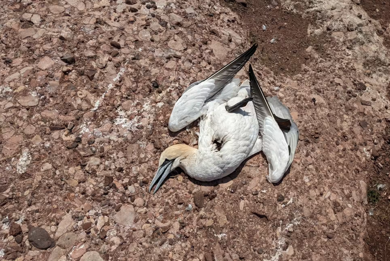 La grippe aviaire a décimé la moitié des fous de Bassan