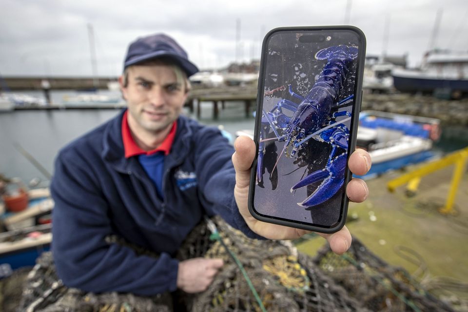 Ce pêcheur avait une chance sur 2 millions d’attraper ce homard très spécial