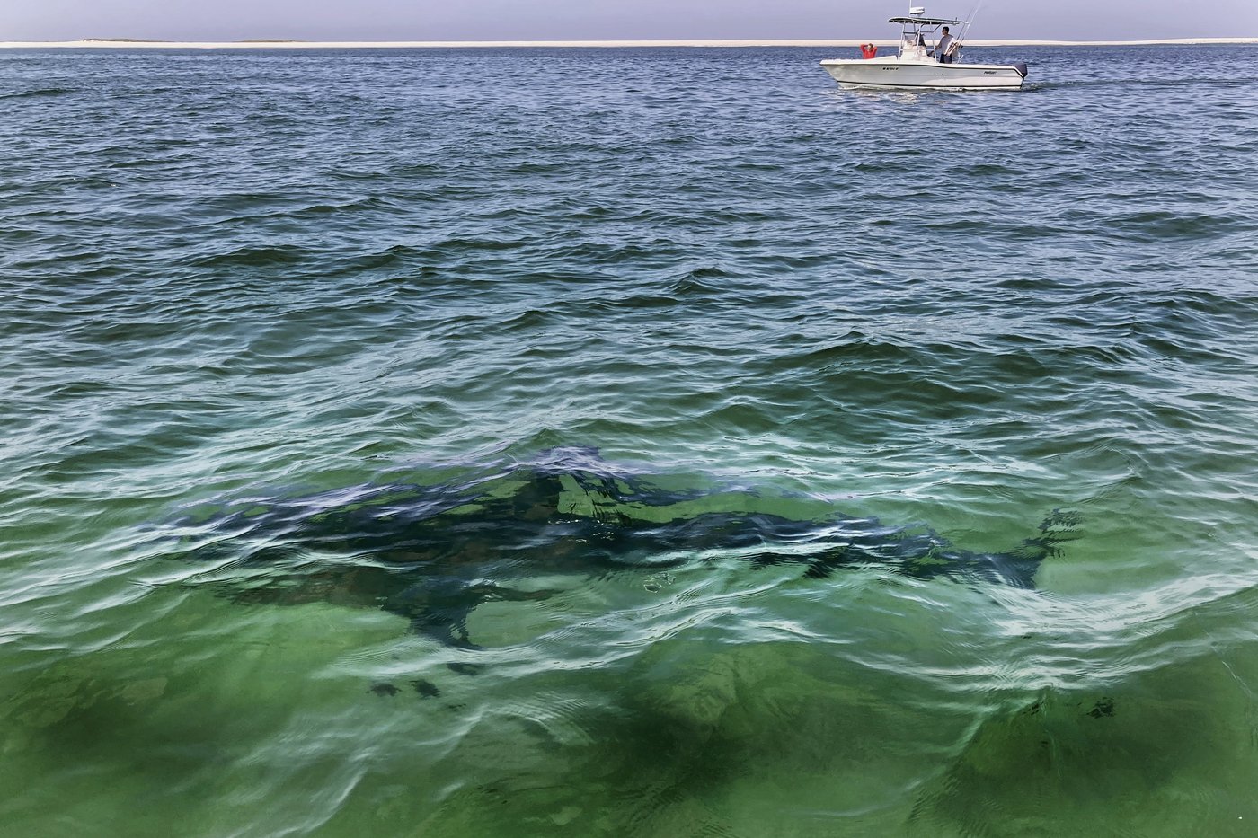 Les requins et raies de l’Atlantique Nord-Ouest se portent mieux