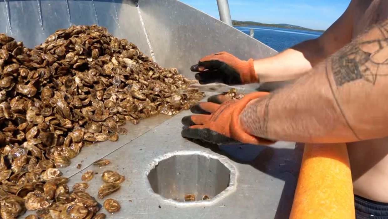 Des huîtres juvéniles produites au Québec