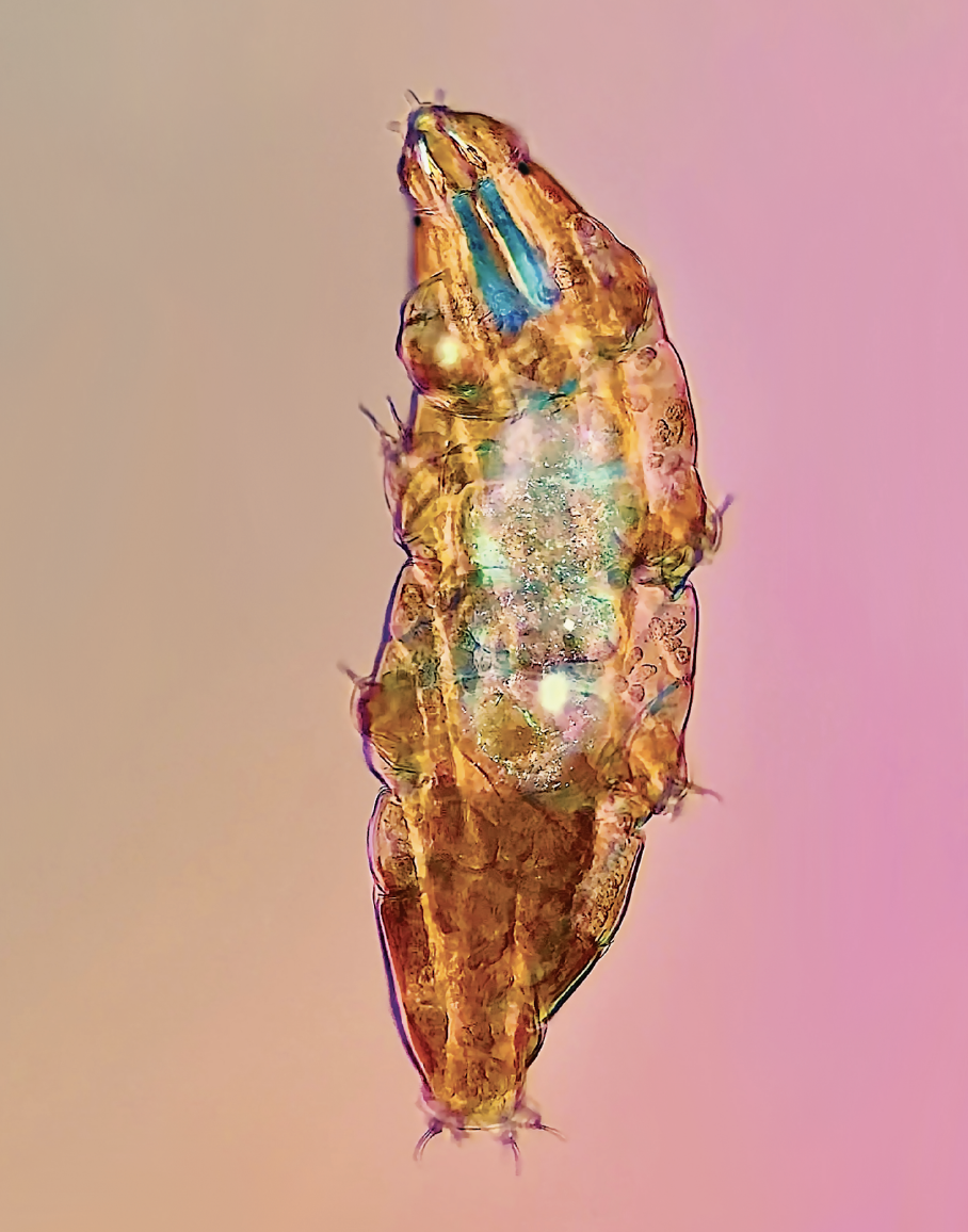 MICROBIO_3