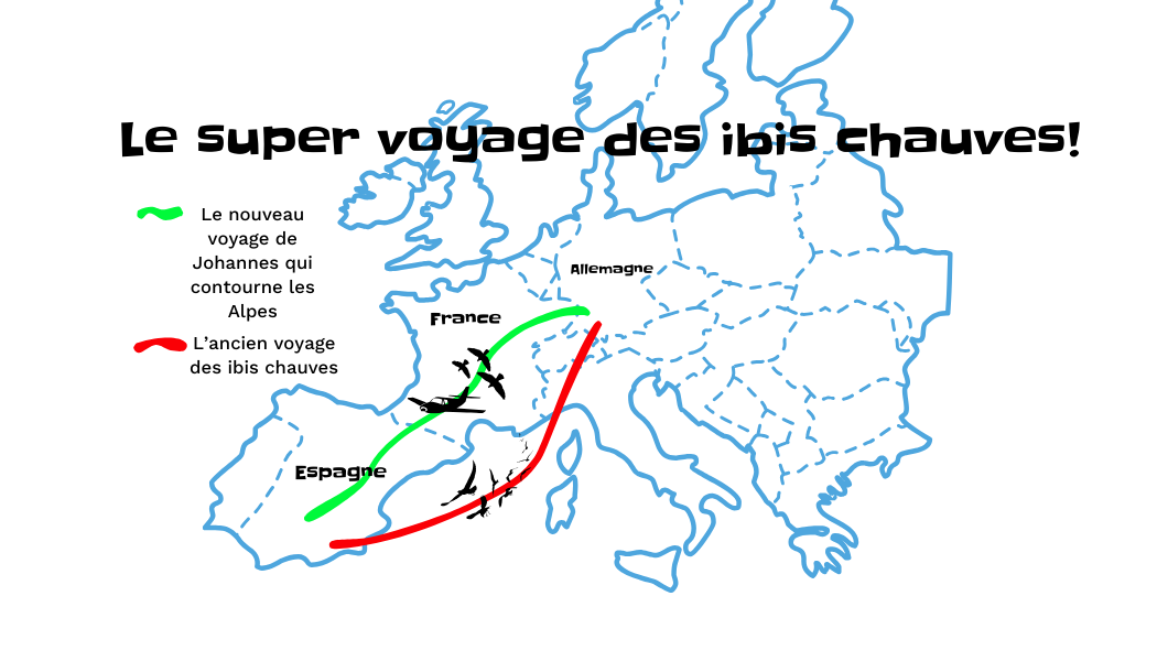 MIGRATION_Carte oiseaux