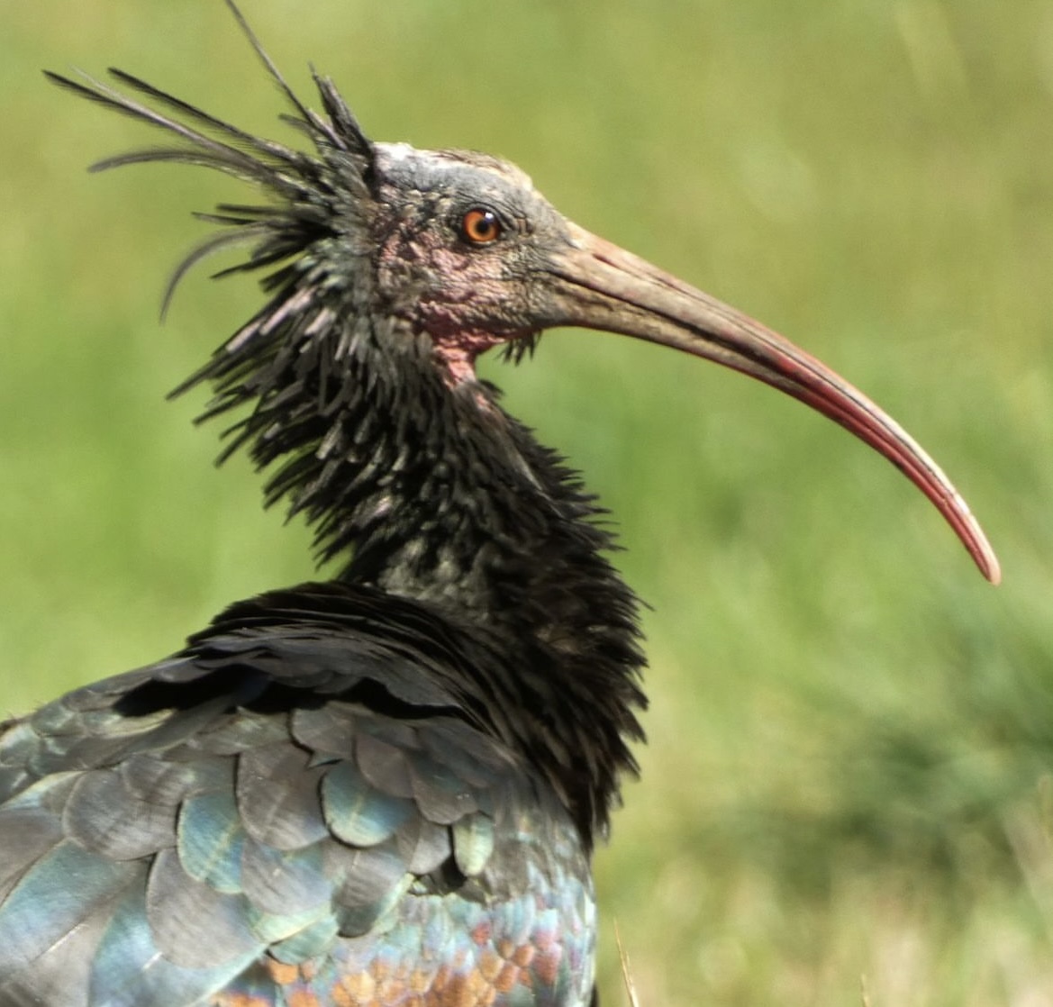 MIGRATION_ibis