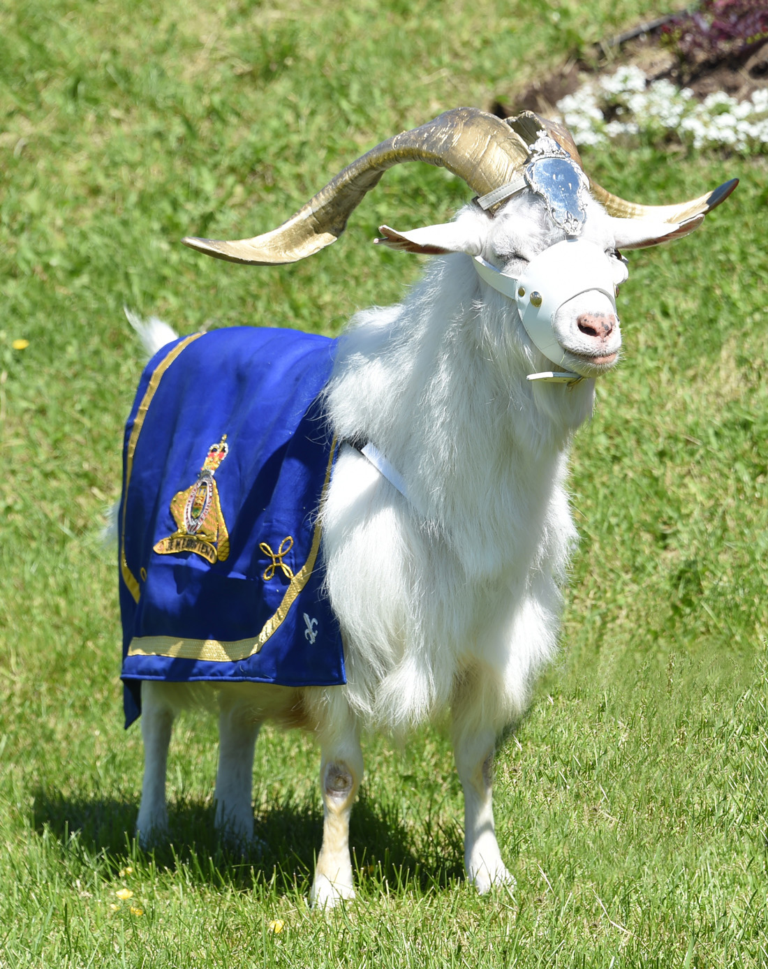 armee_chèvre