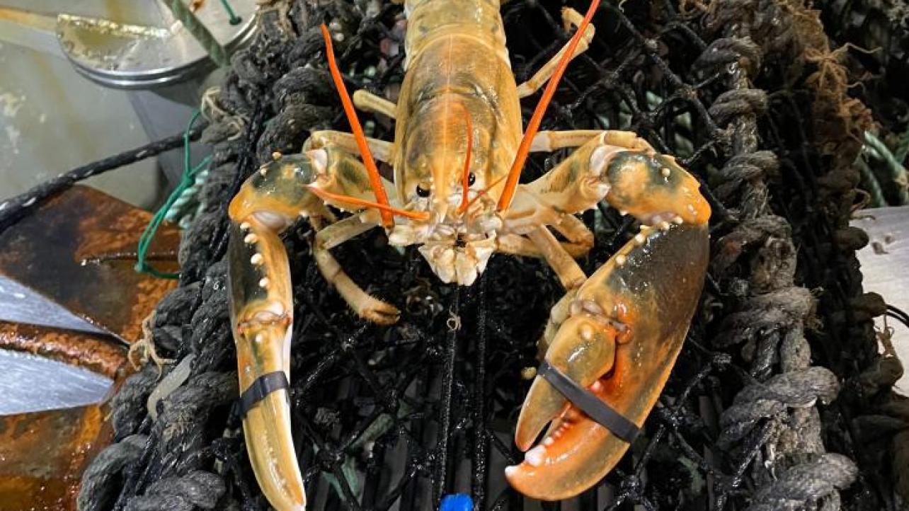 Un homard pas comme les autres : le cas exceptionnel du homard jaune au large de Boulogne-sur-Mer