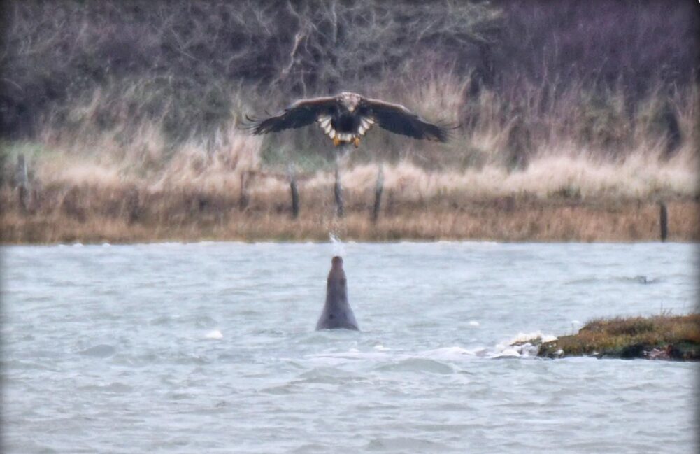 Un phoque gris crache un jet d’eau sur un aigle lors d’une bataille jamais observée auparavant