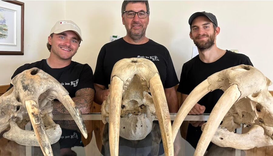Des crânes de morses millénaires découverts aux Îles-de-la-Madeleine