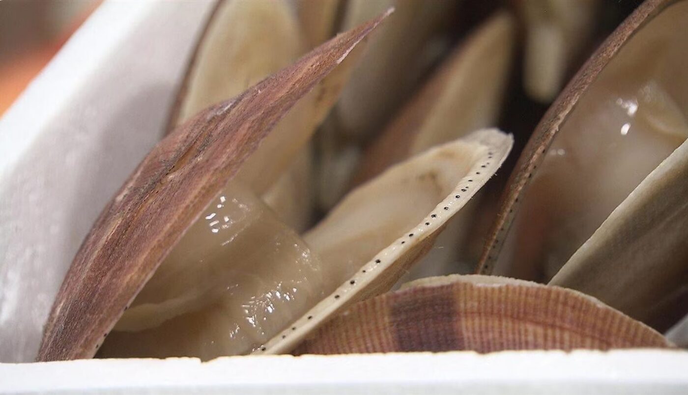 Pas de traces de microplastiques dans les pétoncles