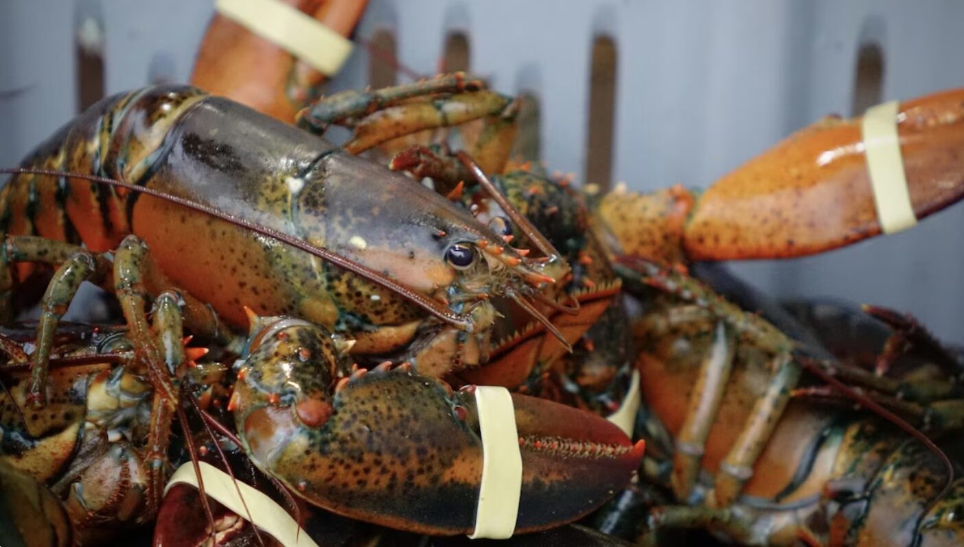 Nouvelle-Écosse : Le prix du homard grimpe à 18 $ la livre