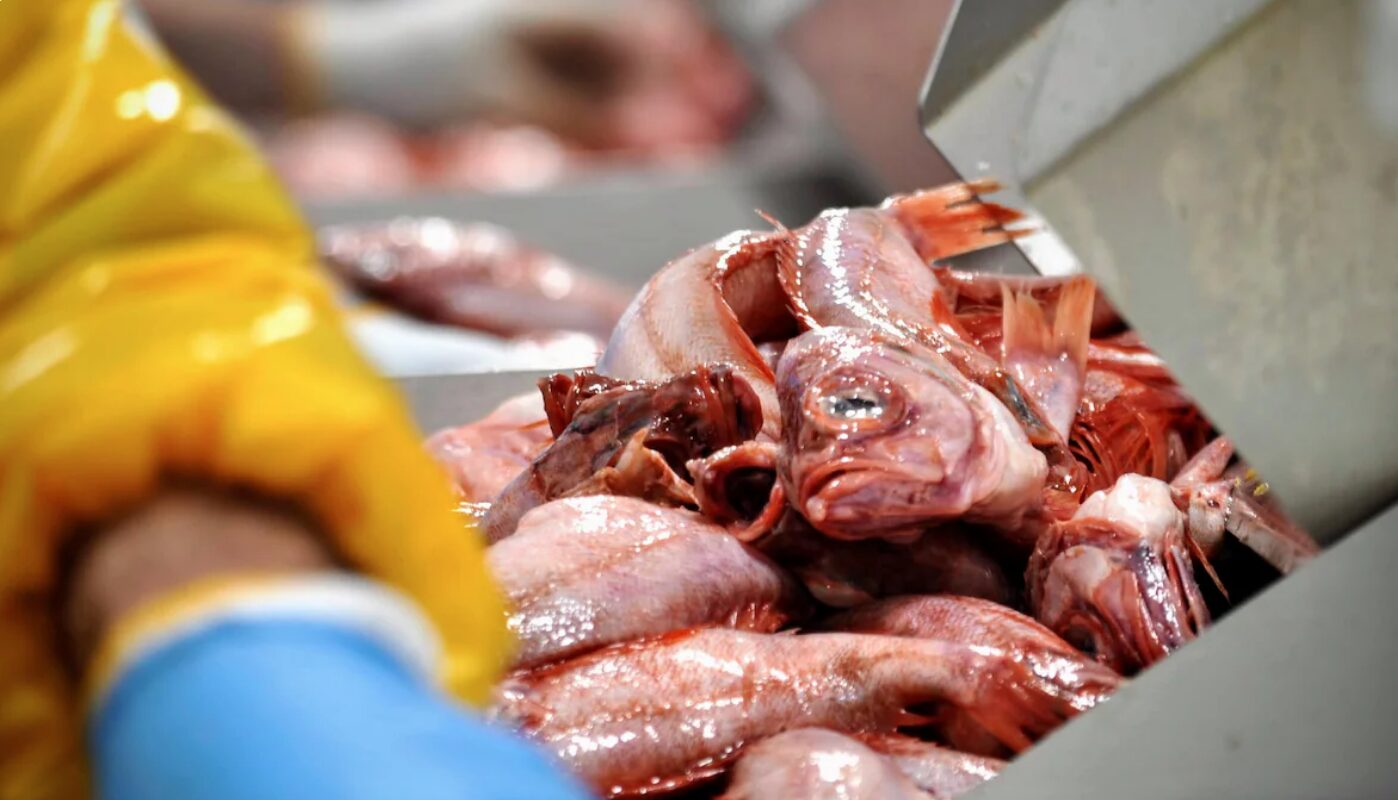 Désillusion en Gaspésie et aux Îles après les consultations sur le sébaste