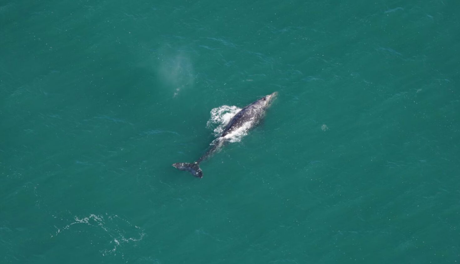 Une baleine grise, espèce éteinte depuis 300 ans, a été aperçue dans l’océan Atlantique