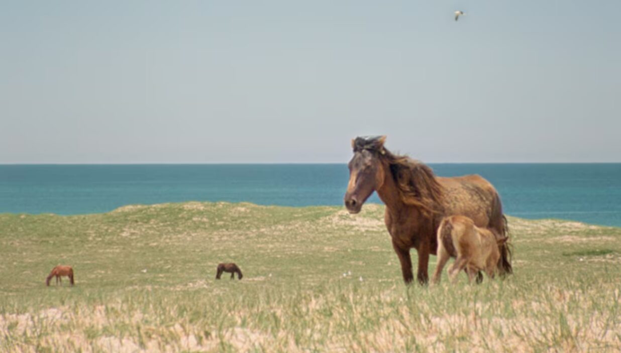 Attention FragÎles appelé en renfort sur l’Île-de-Sable