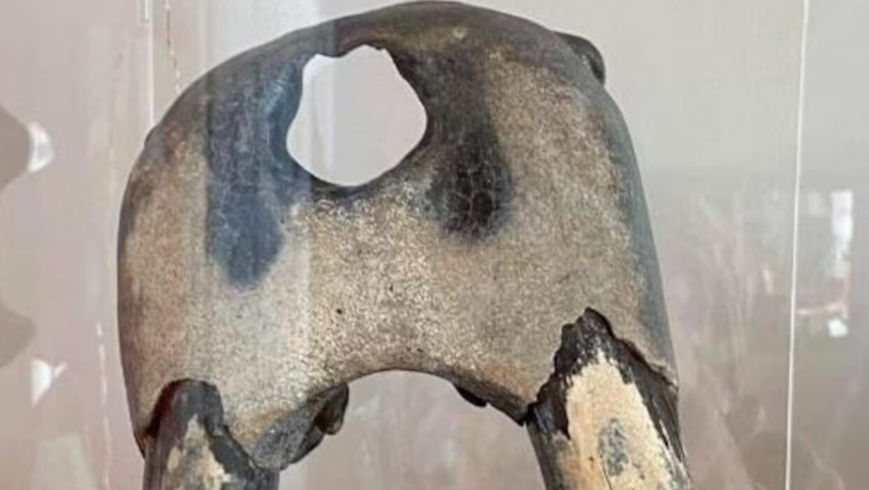 Un crâne de morse de 11500 ans aux Îles-de-la-Madeleine