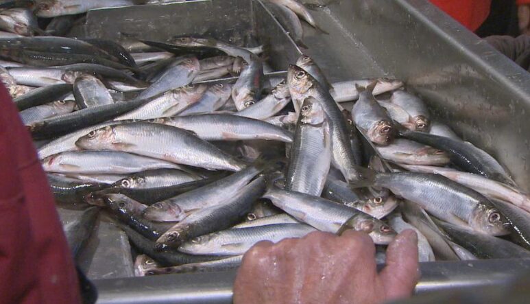 Deux ans de moratoire sur la pêche printanière au hareng