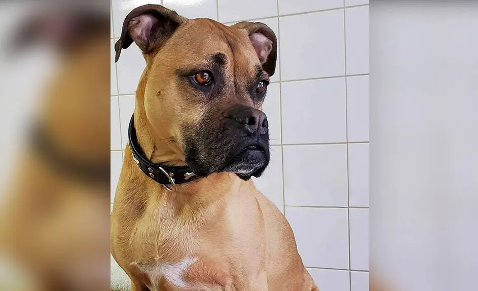 Brutus