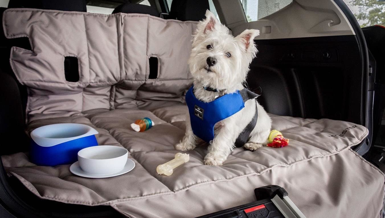 Trucs et conseils pour transporter vos animaux à bord de votre véhicule