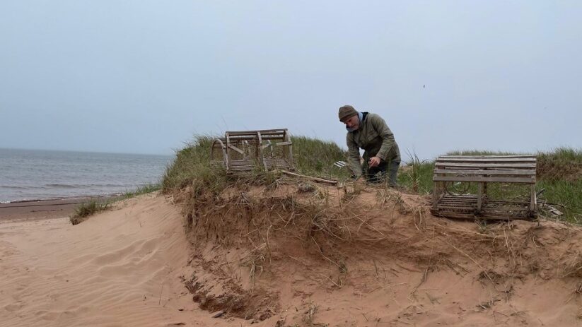Plantation de foin de dune dans l’archipel madelinot