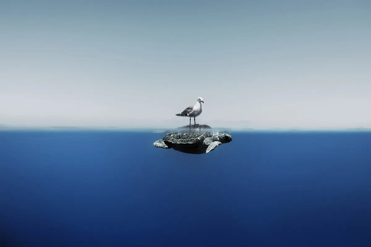 finalistes-photographies-sous-marines-ocean-photographer-of-the-year-2024-16