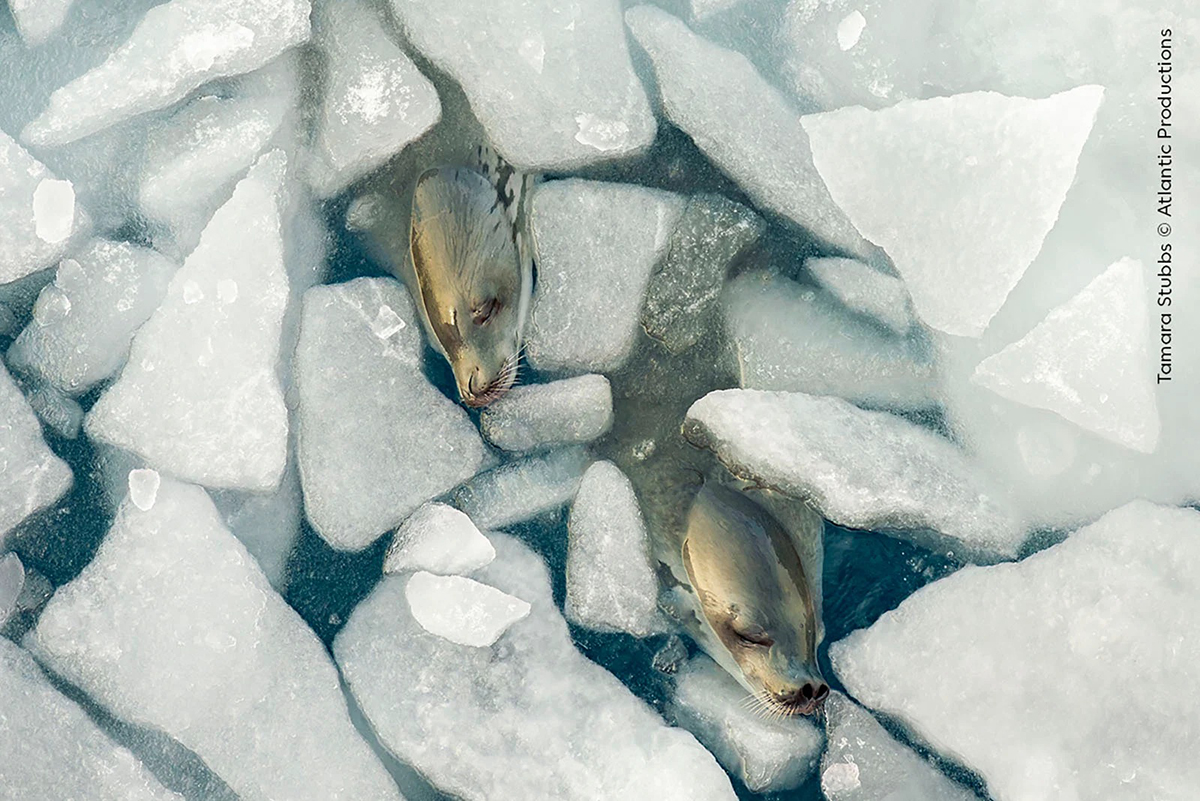 cliches-finalistes-wildlife-photographer-of-the-year-2024-12
