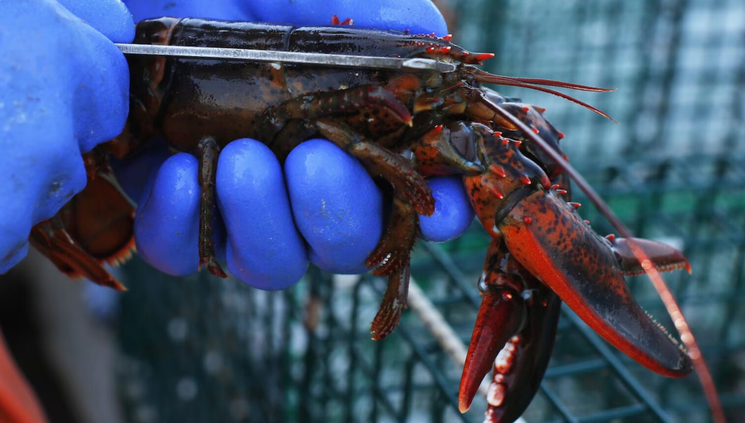 Jusqu’à 30 % du homard pêché en Atlantique n’est pas déclaré, selon le fédéral