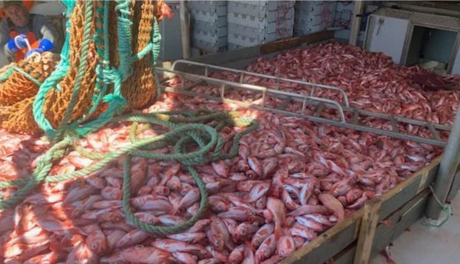 Près de 3 M$ pour développer la pêche au sébaste au Québec