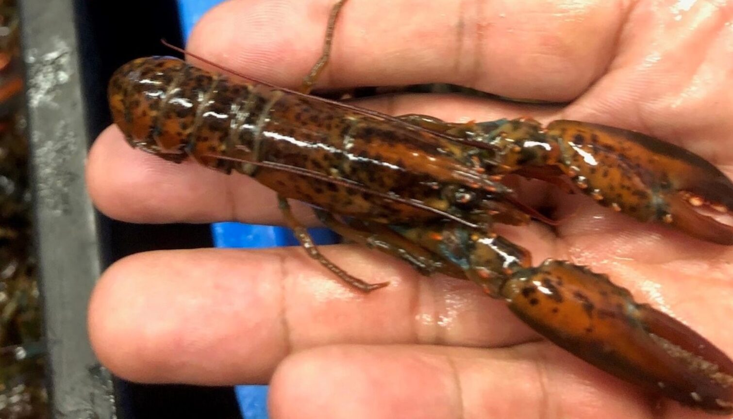 Le Réseau canadien de recherche sur le homard est relancé