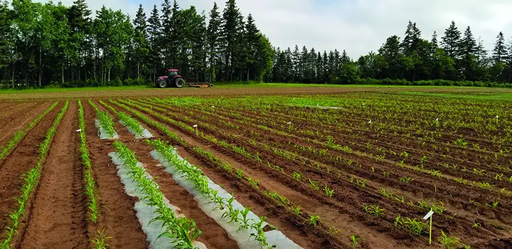 Le maïs : une culture d’avenir pour l’Île-du-Prince-Édouard