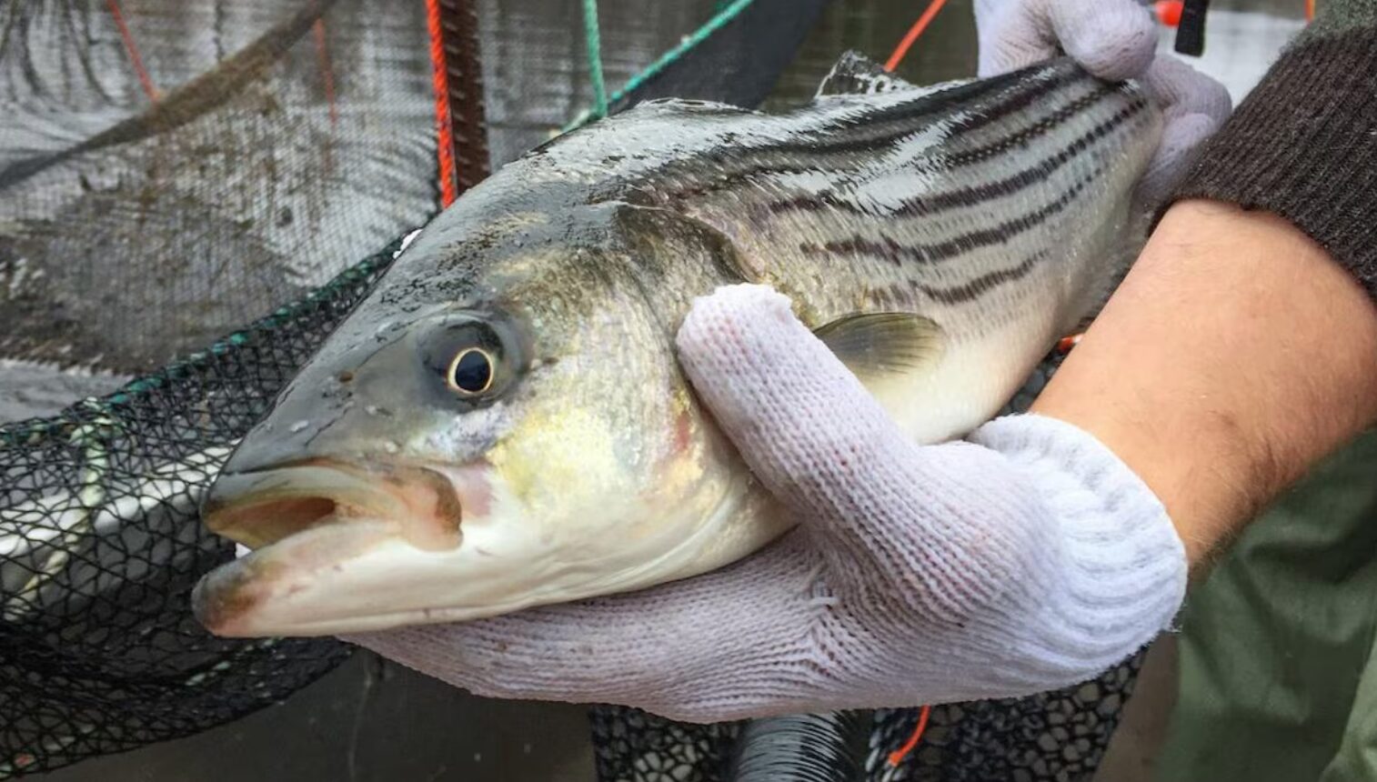 Le MPO enquête sur la pêche récréative au saumon et au bar rayé