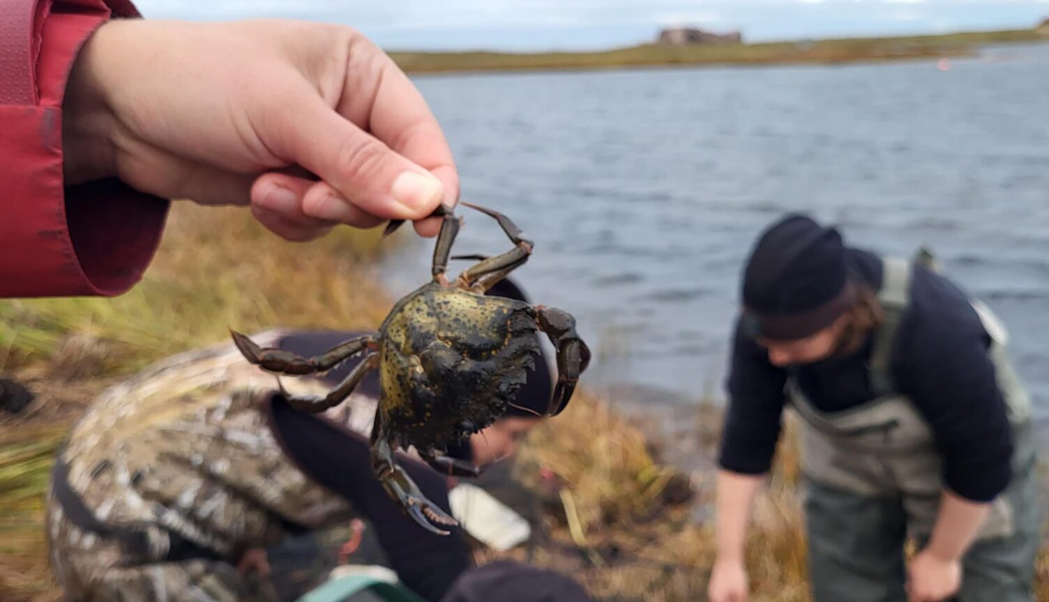Le crabe vert, cet indésirable envahissant traqué au Québec