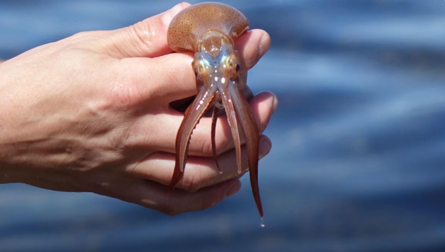 Encore aucun calmar pêché aux îles de la Madeleine