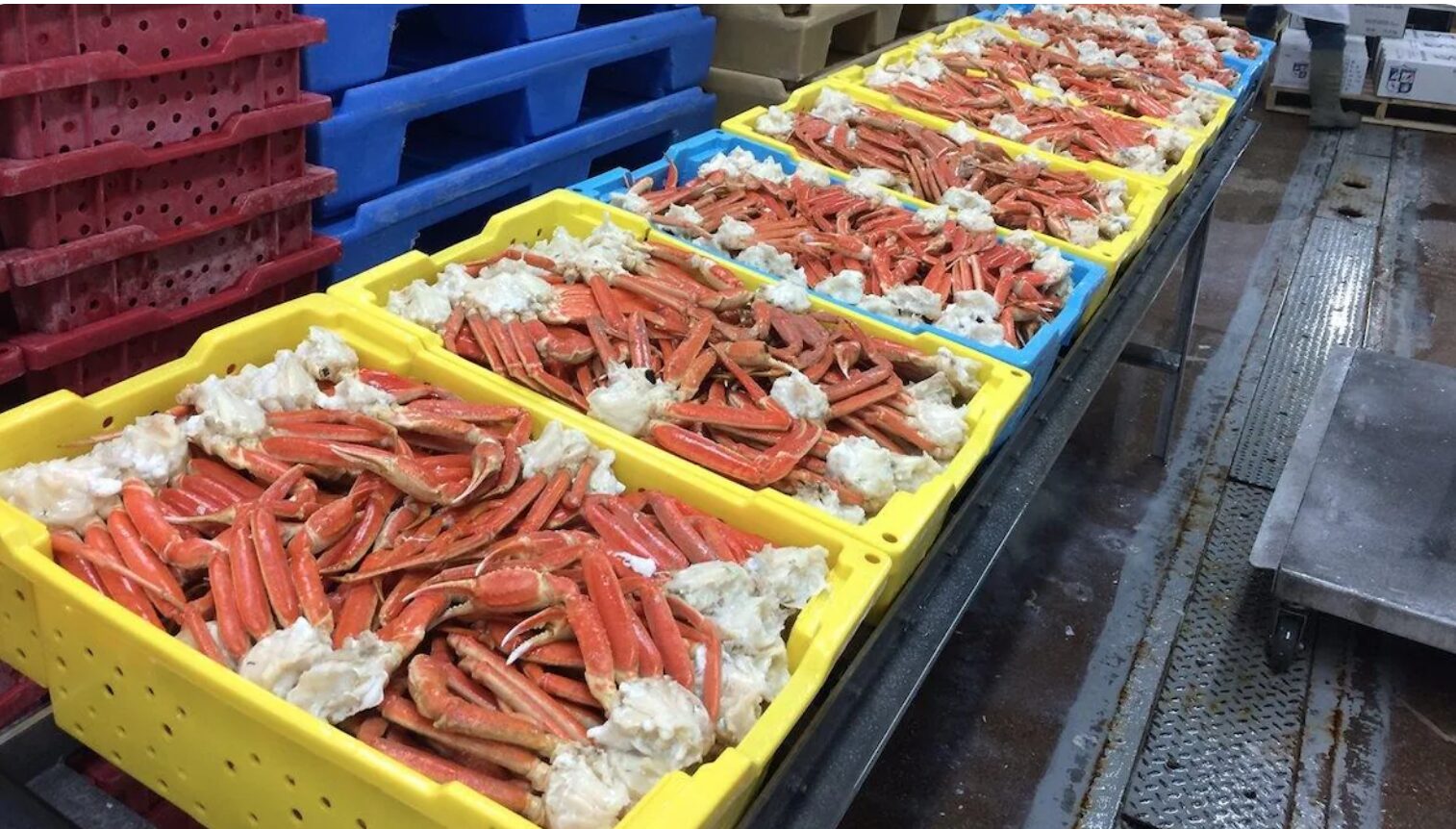 Transition et complications pour les industriels de la pêche