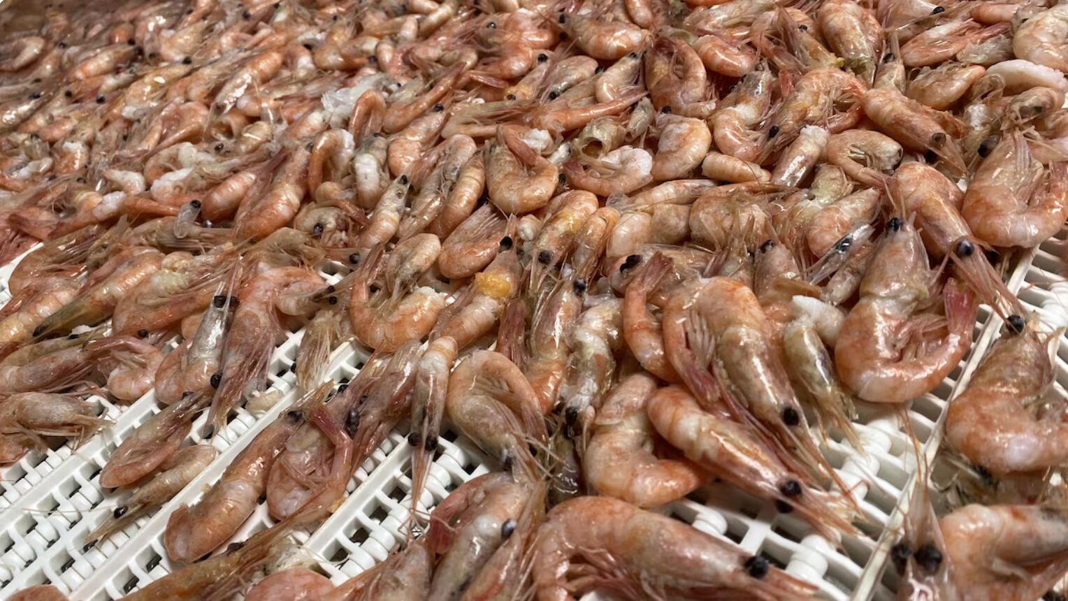 Survivre en transformant des produits marins de l’étranger