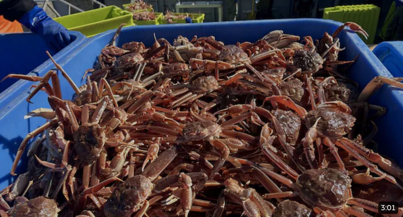Vidéojournal | Instabilité en vue pour le crabe des neiges