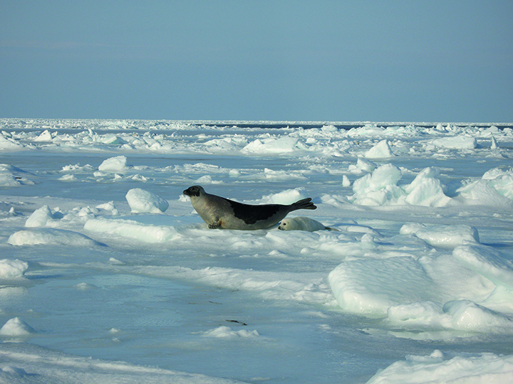 Les phoques, victimes du manque de glace