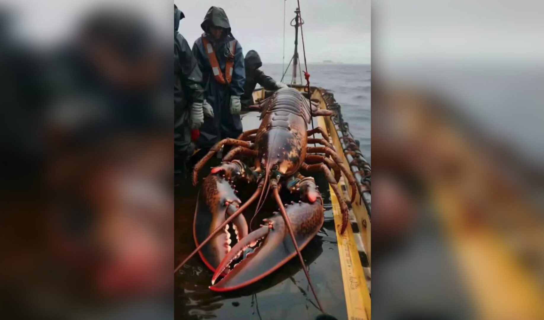 Un homard légendaire capturé sous l’ancien pont de Havre-aux-Maisons