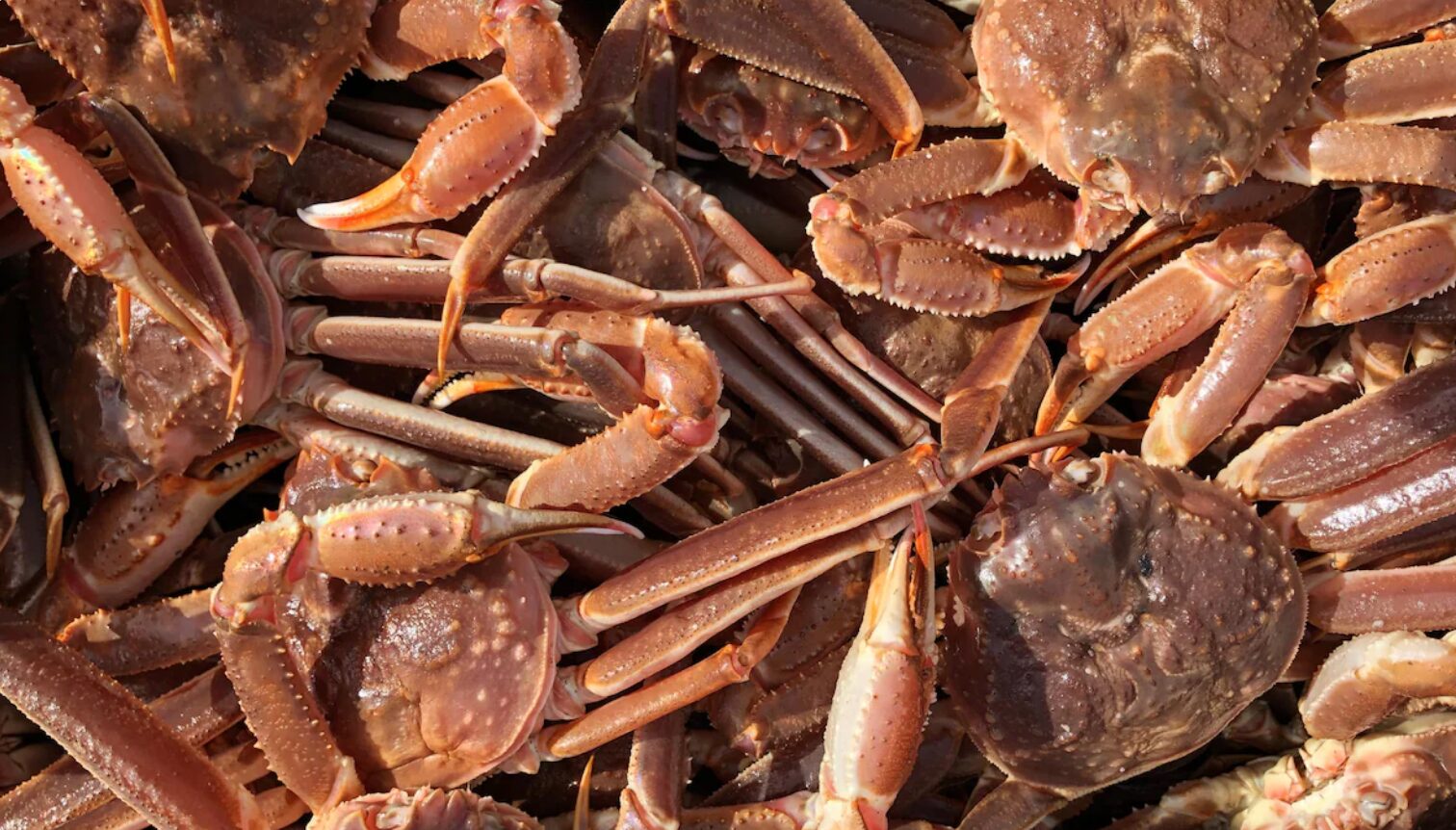 Embellie possible du prix du crabe des neiges