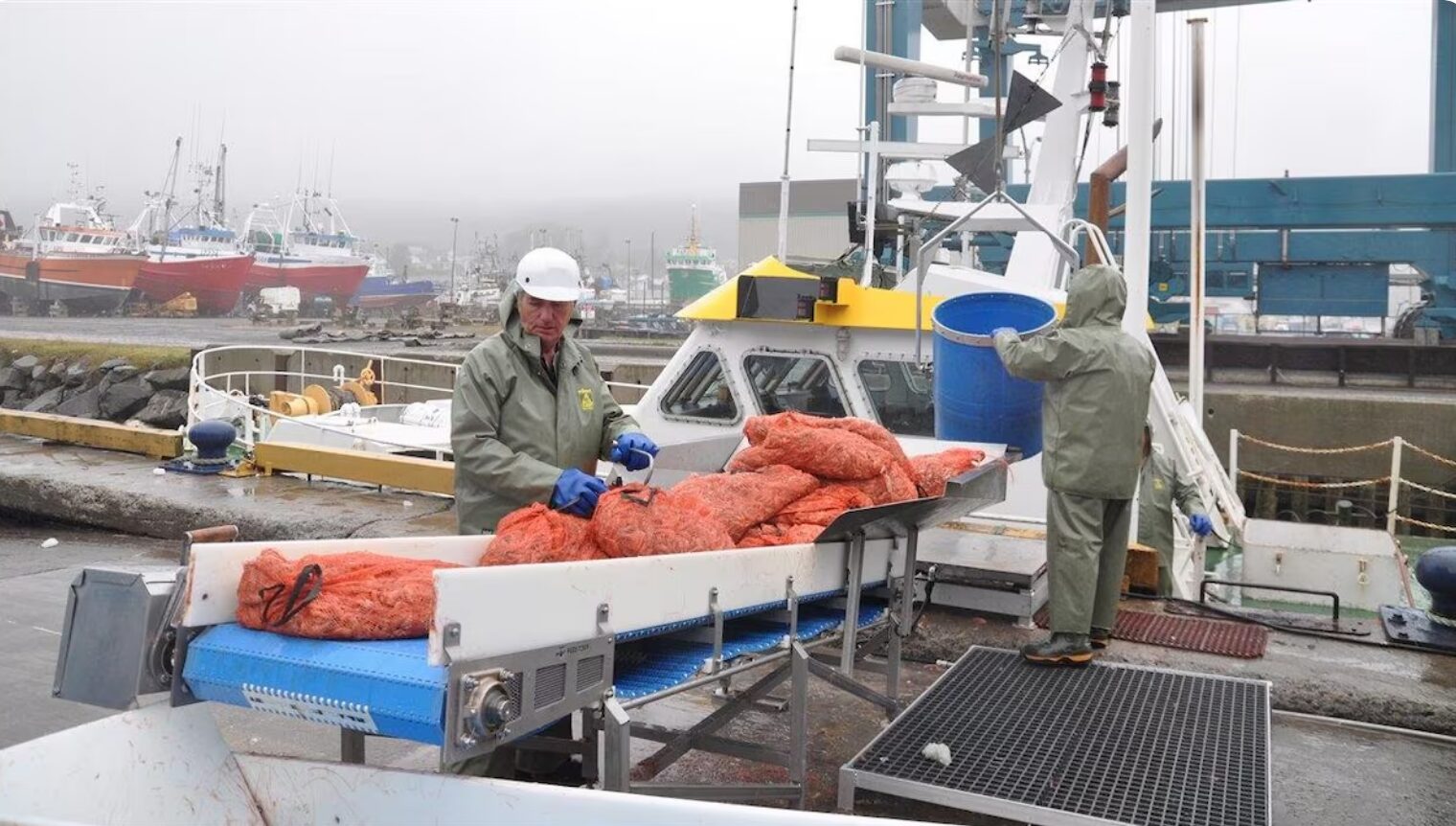 Un peu plus de crevettes pour les pêcheurs en 2025