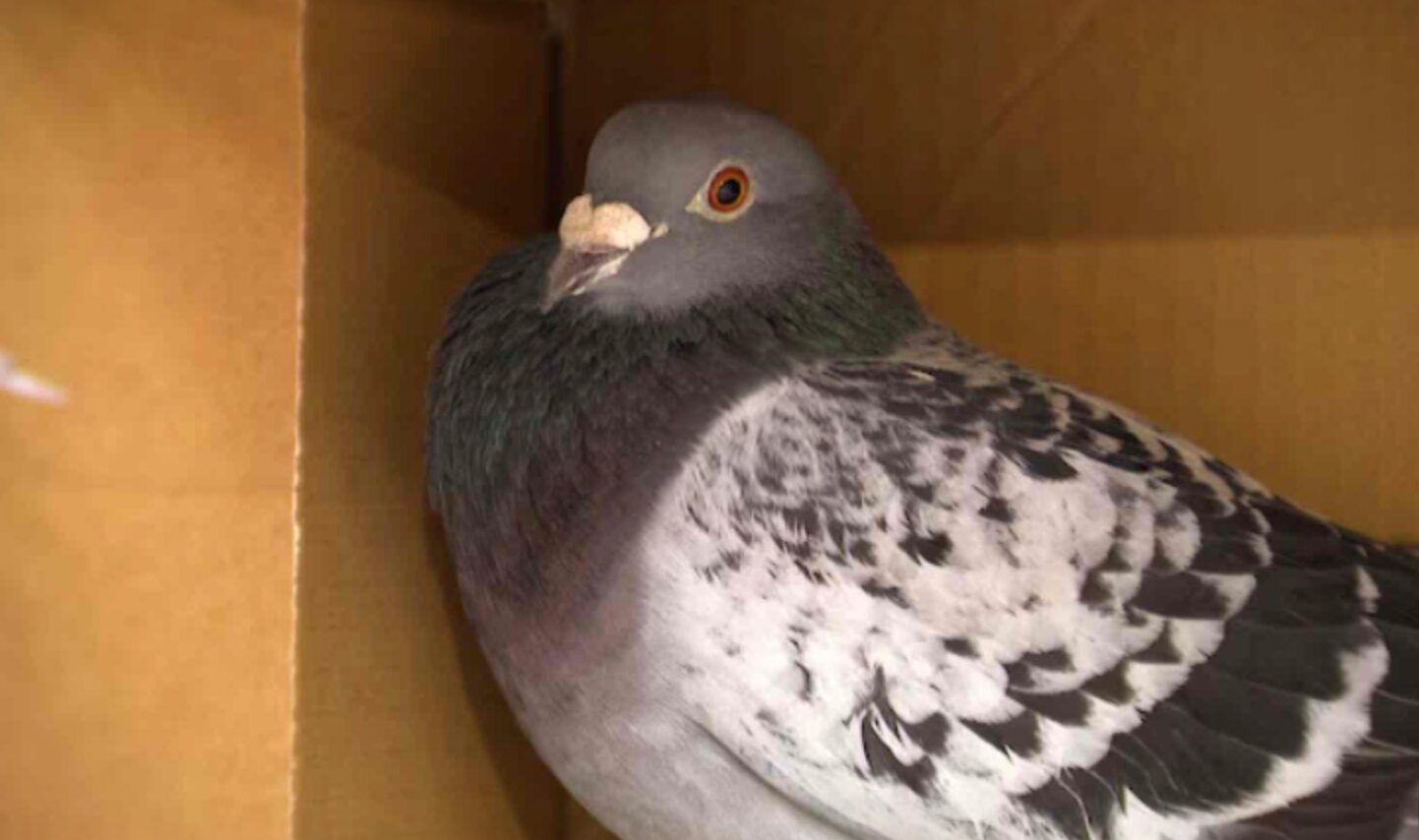 Téléjournal Acadie : Un pigeon relâché en Espagne fait fausse route et aboutit sur l’île de Sable