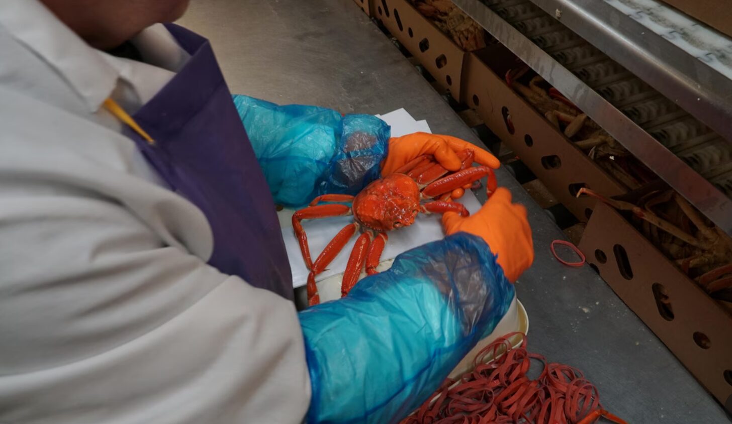 La transformation de crabe reprend aux Îles après un manque d’eau