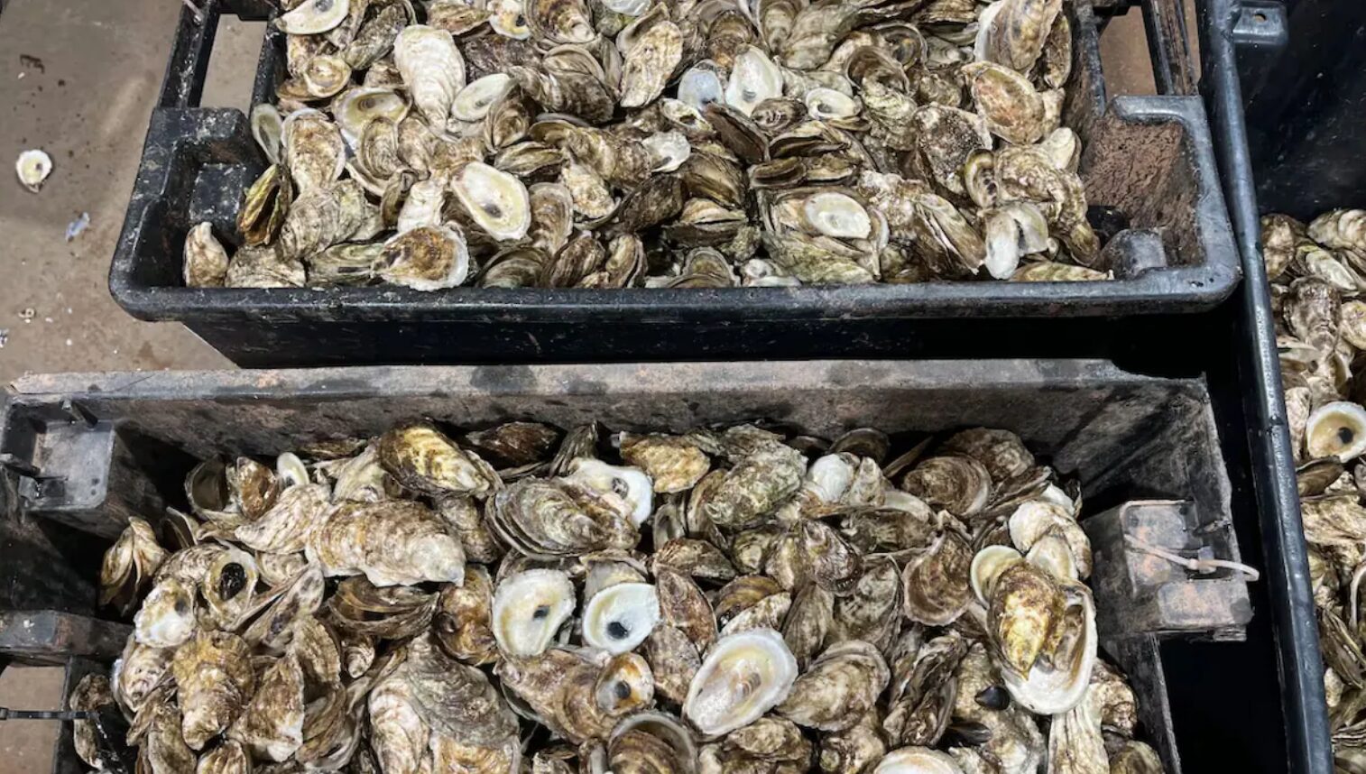 Les ostréiculteurs craignent une saison de pêche catastrophique à l’Î.-P.-É.