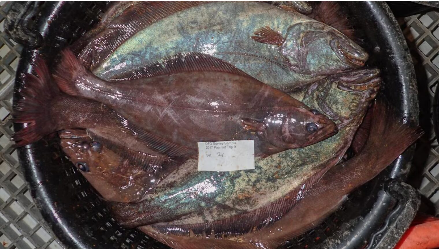 Le turbot de moins en moins présent dans les filets de pêche