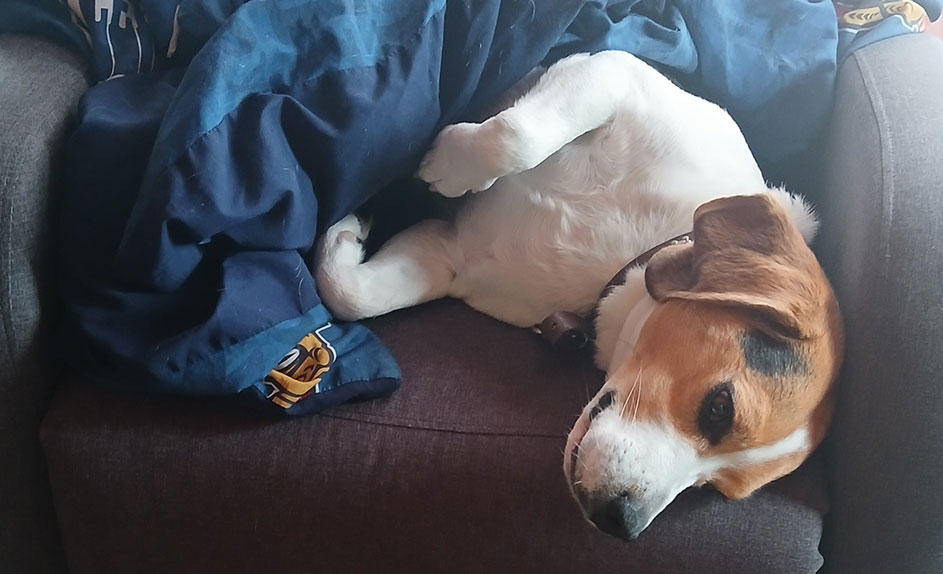 Biscuit