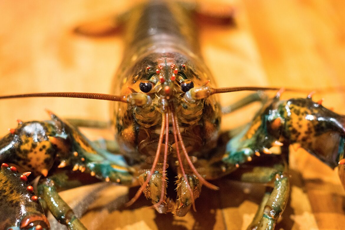 La cuisson du homard