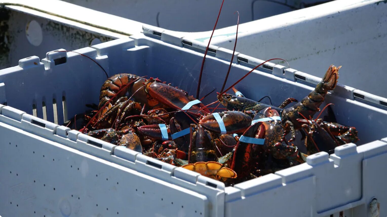 Des pêcheurs de l’Île-du-Prince-Édouard sont déçus du prix du homard