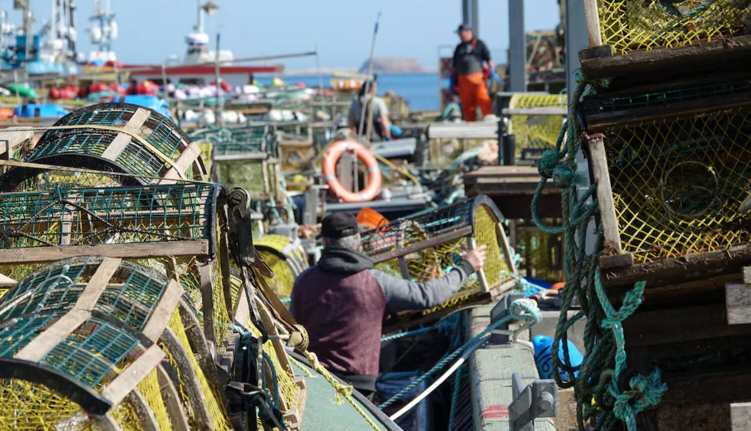 Les prix et les captures de homard en baisse