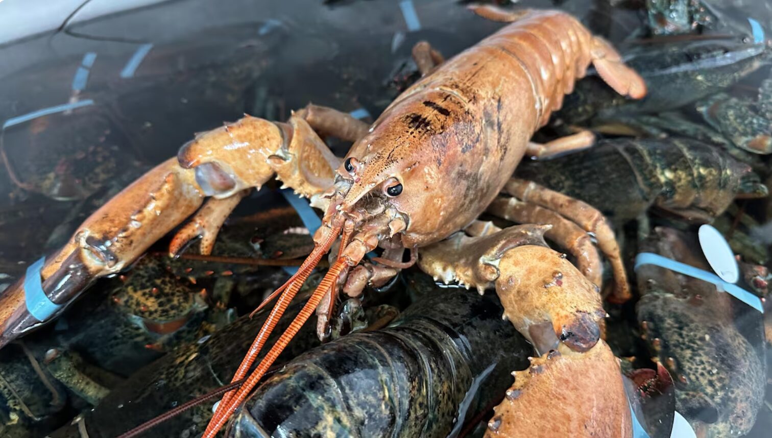 Un rare homard orange pêché à Gaspé
